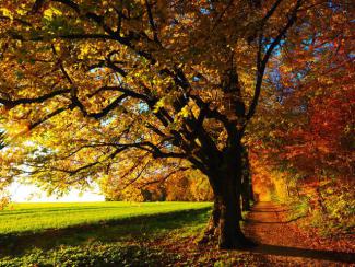 Herbstlicher Baum