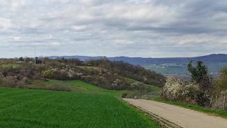 Rheinhessische Landschaft